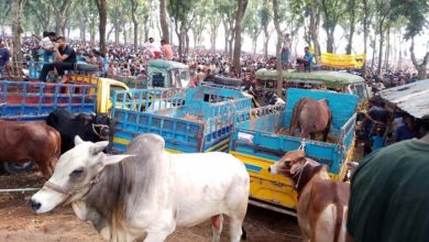 চৌগাছা পৌর পশুহাটের ইজারা সর্বোচ্চ দরদাতার কার্যাদেশ দাবি